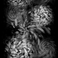 The third A-1000 particle image.
