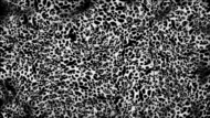 Dread's jumpscare texture 3.