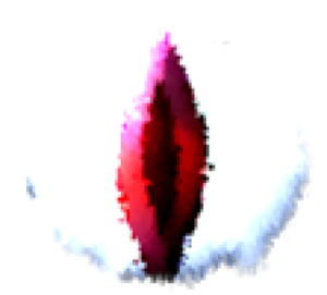 Eye2.png