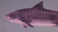 Fin.webp