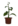 Herb Of Viridis.png
