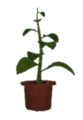 The Herb Of Viridis in-game.