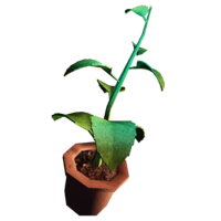 Herbwitoutout.png